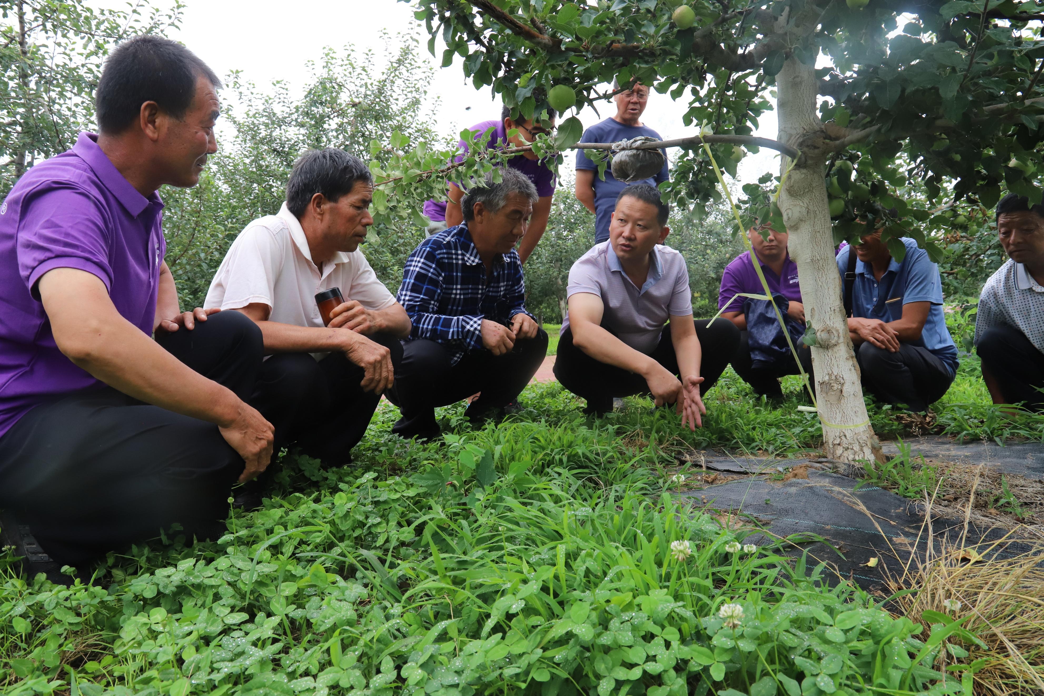 苹果被删除的秘密：揭示背后的真相与影响